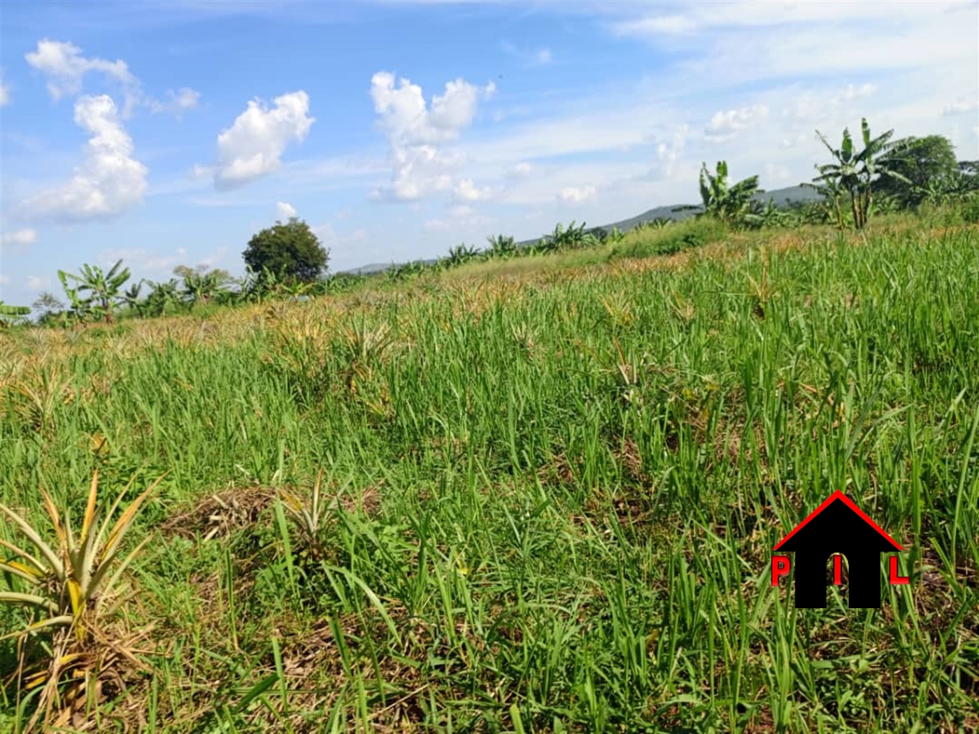 Agricultural Land for sale in Buteka Mubende