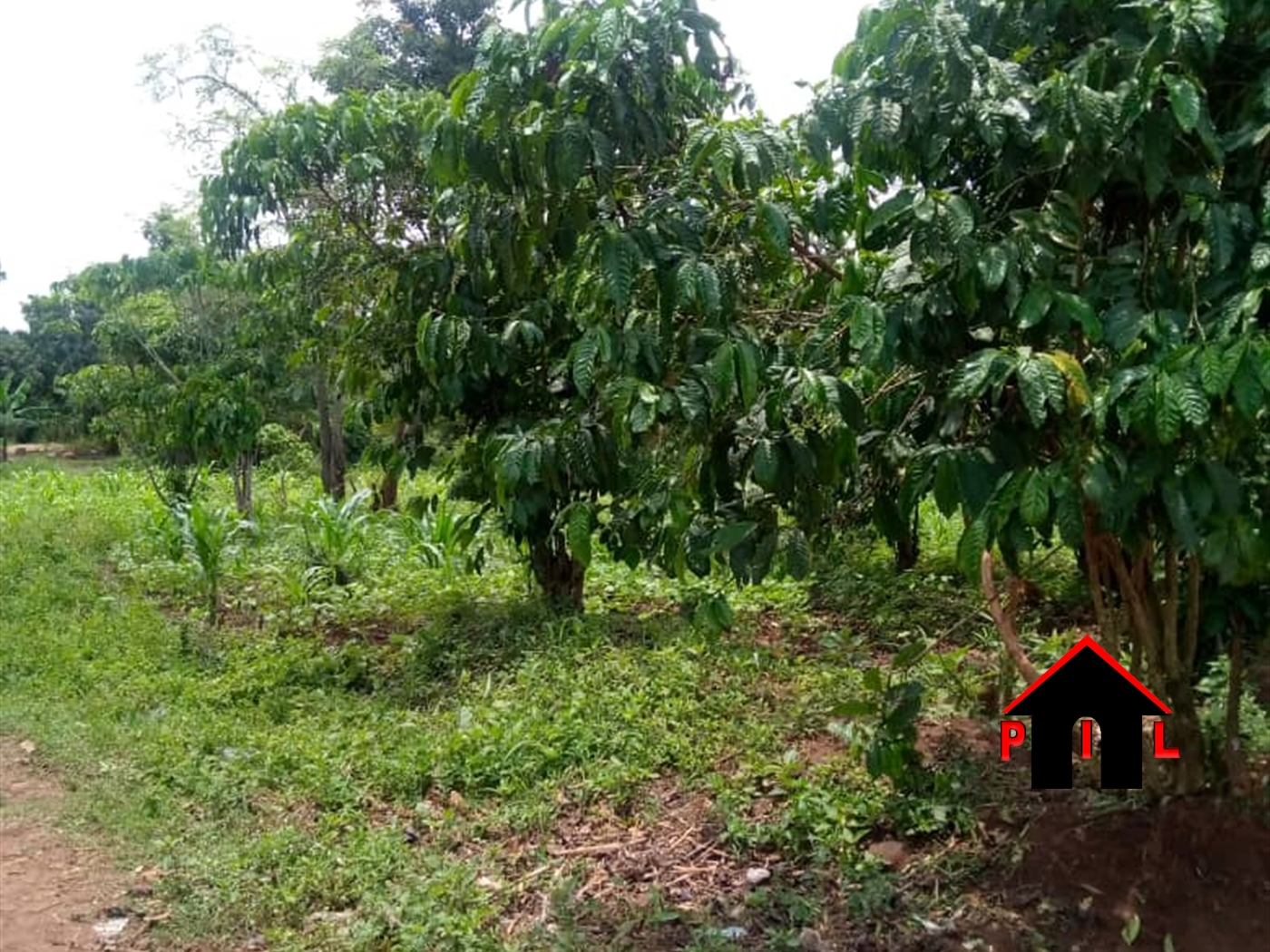 Agricultural Land for sale in Busembatya Iganga
