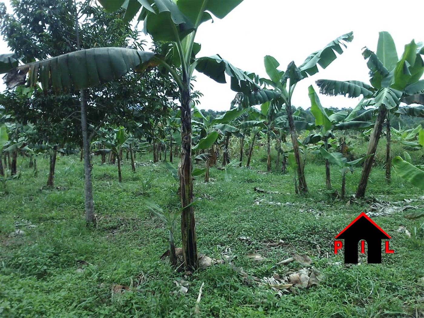 Agricultural Land for sale in Lwera Lwengo