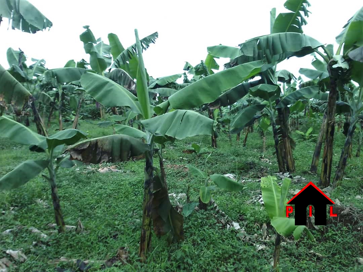 Agricultural Land for sale in Kalwana Kasanda