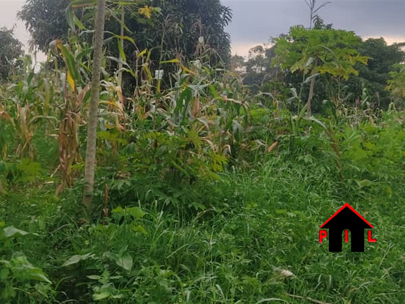 Agricultural Land for sale in Lunyolya Luweero