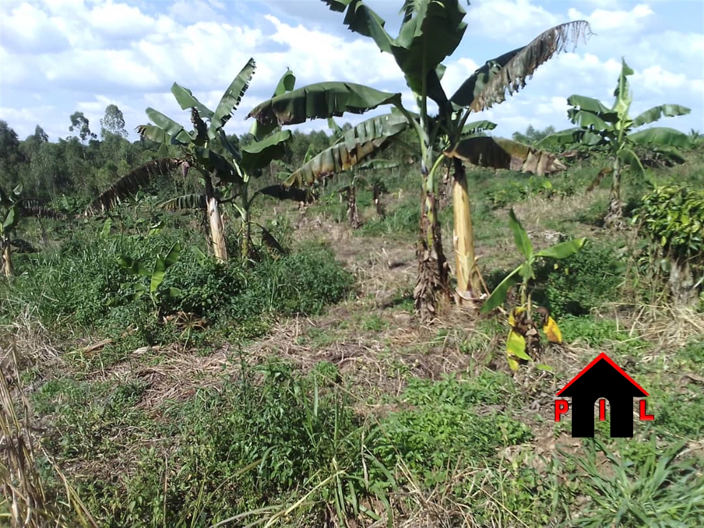 Agricultural Land for sale in Ssekajonyi Mityana