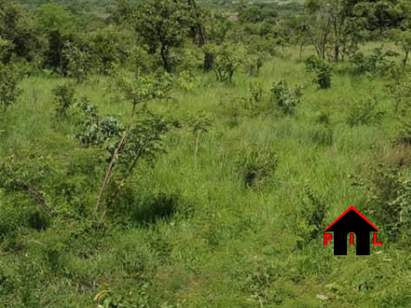 Agricultural Land for sale in Nwooya Amuru