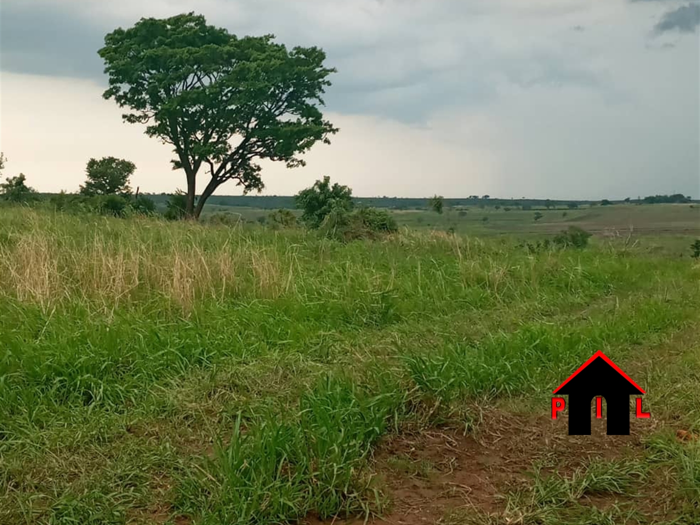 Agricultural Land for sale in Nwooya Amuru