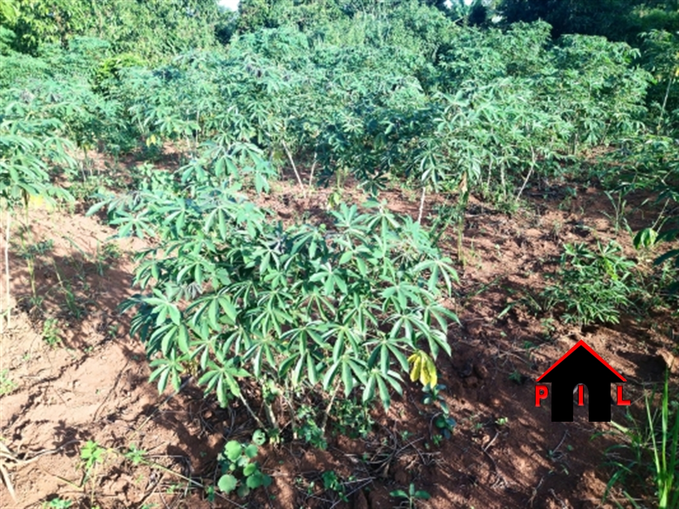 Agricultural Land for sale in Ziloobwe Luweero