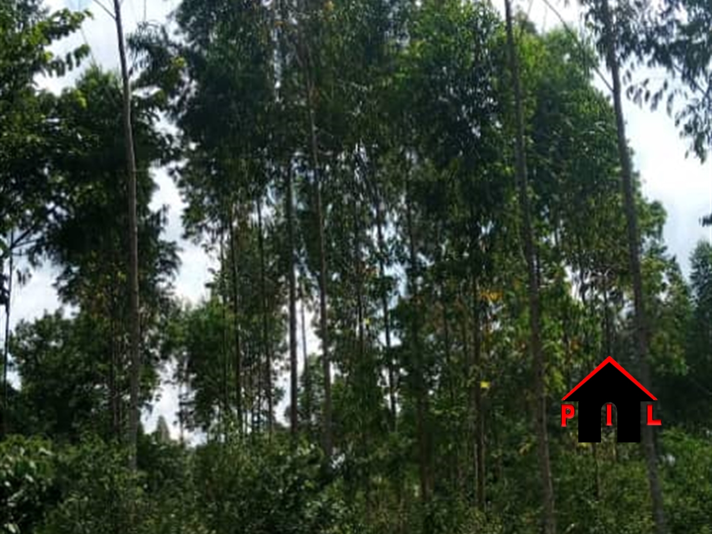 Agricultural Land for sale in Kakooge Nakasongola