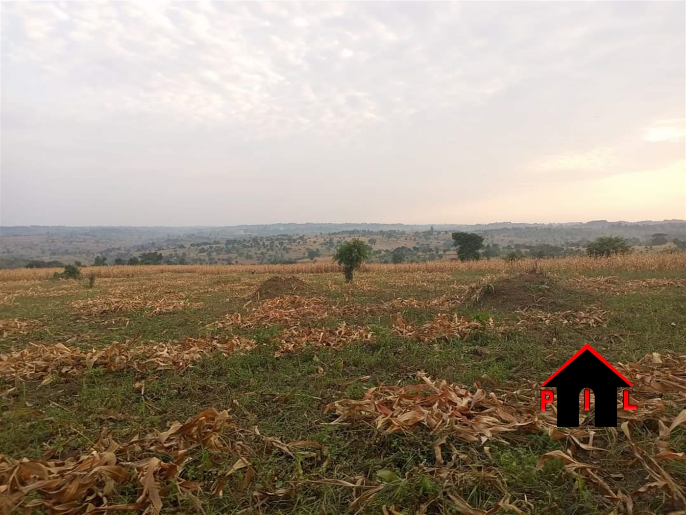 Agricultural Land for sale in Kyangwali Kibuube