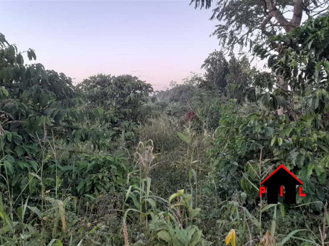 Agricultural Land for sale in Nkondo Luweero
