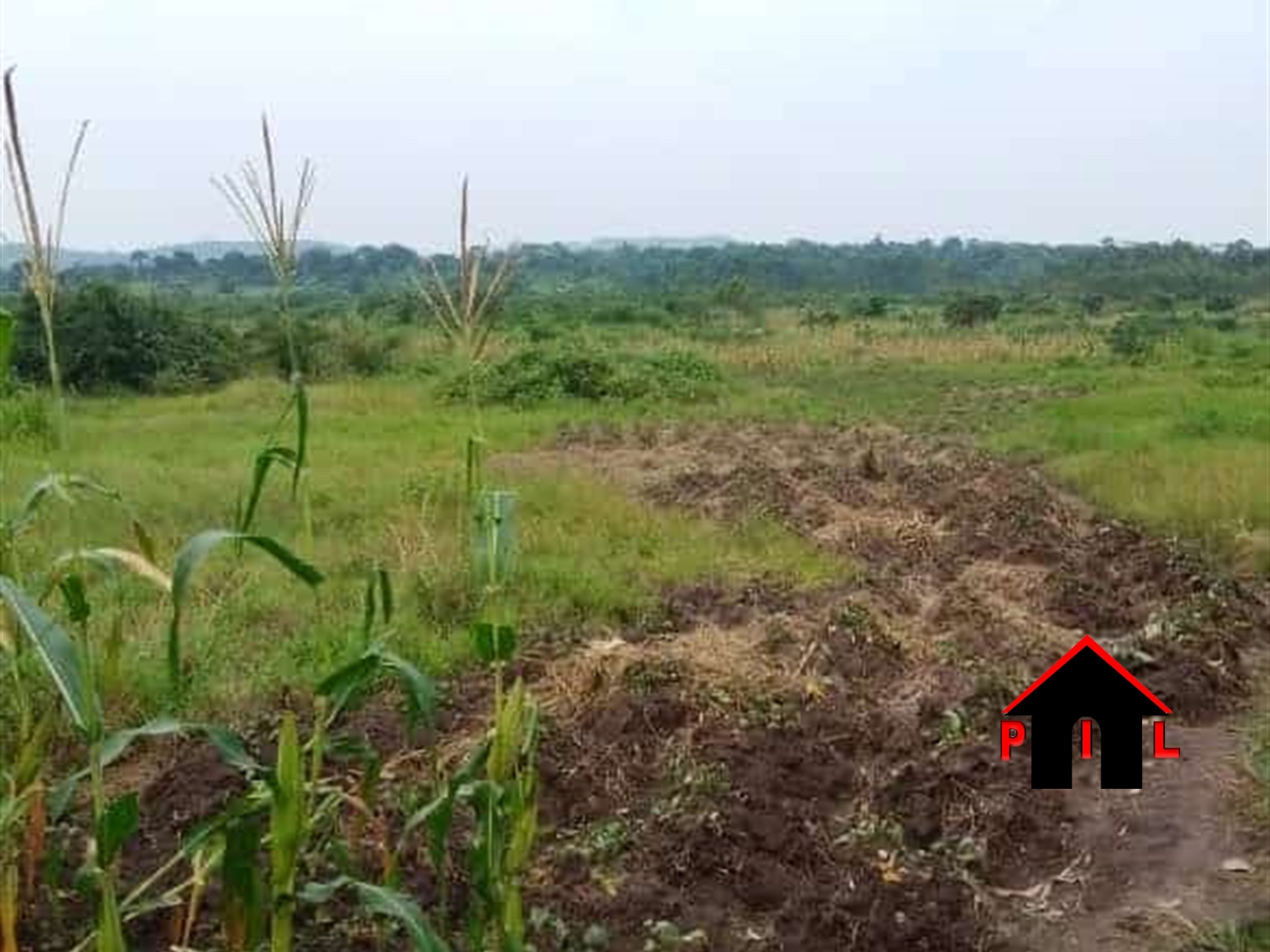 Agricultural Land for sale in Ssemuto Luwero