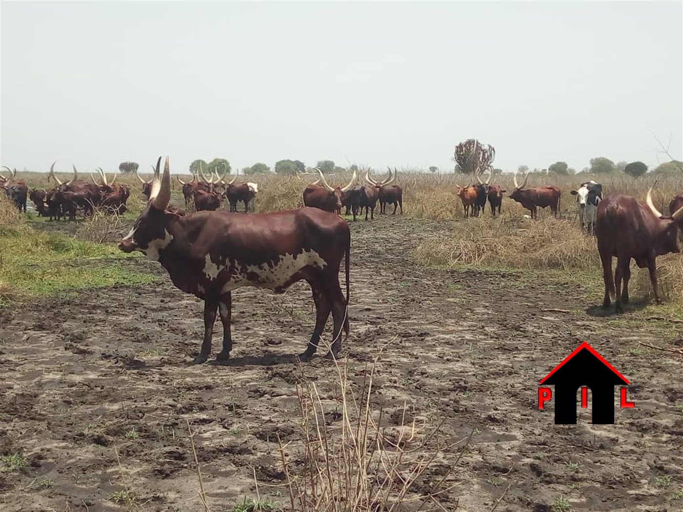Farm for sale in Mwolwe Nakasongola