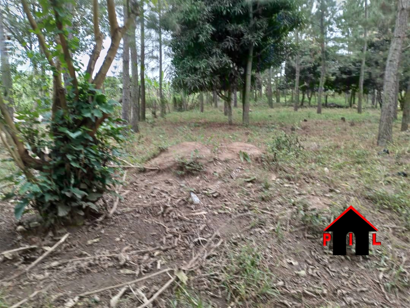 Agricultural Land for sale in Kasana Luweero