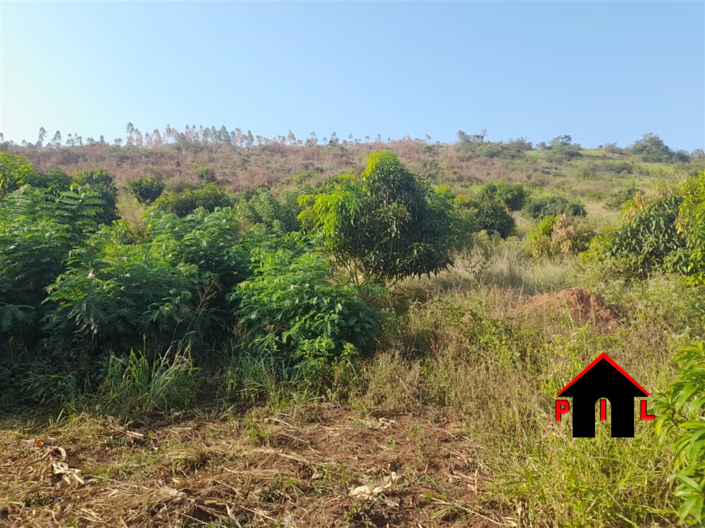 Agricultural Land for sale in Kibanga Kiryandongo