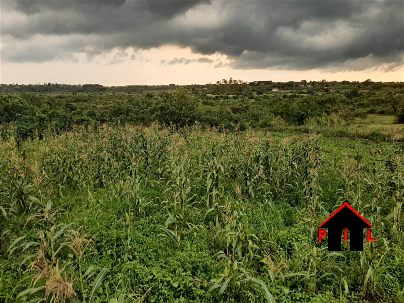 Agricultural Land for sale in Busiika Luweero