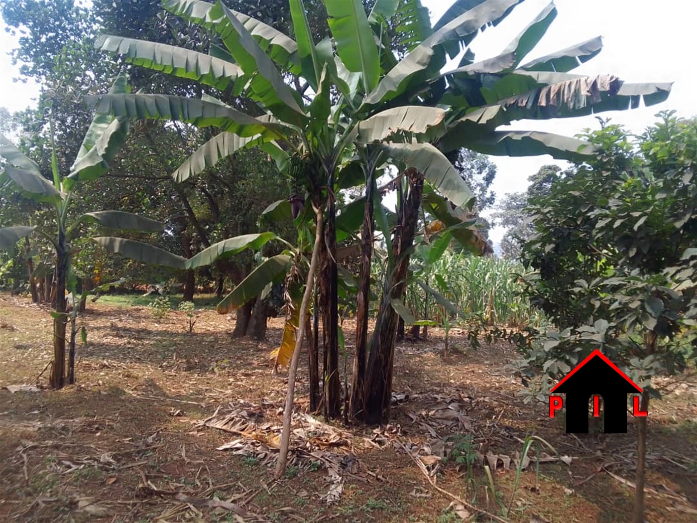 Agricultural Land for sale in Nyakasharara Kiruhura