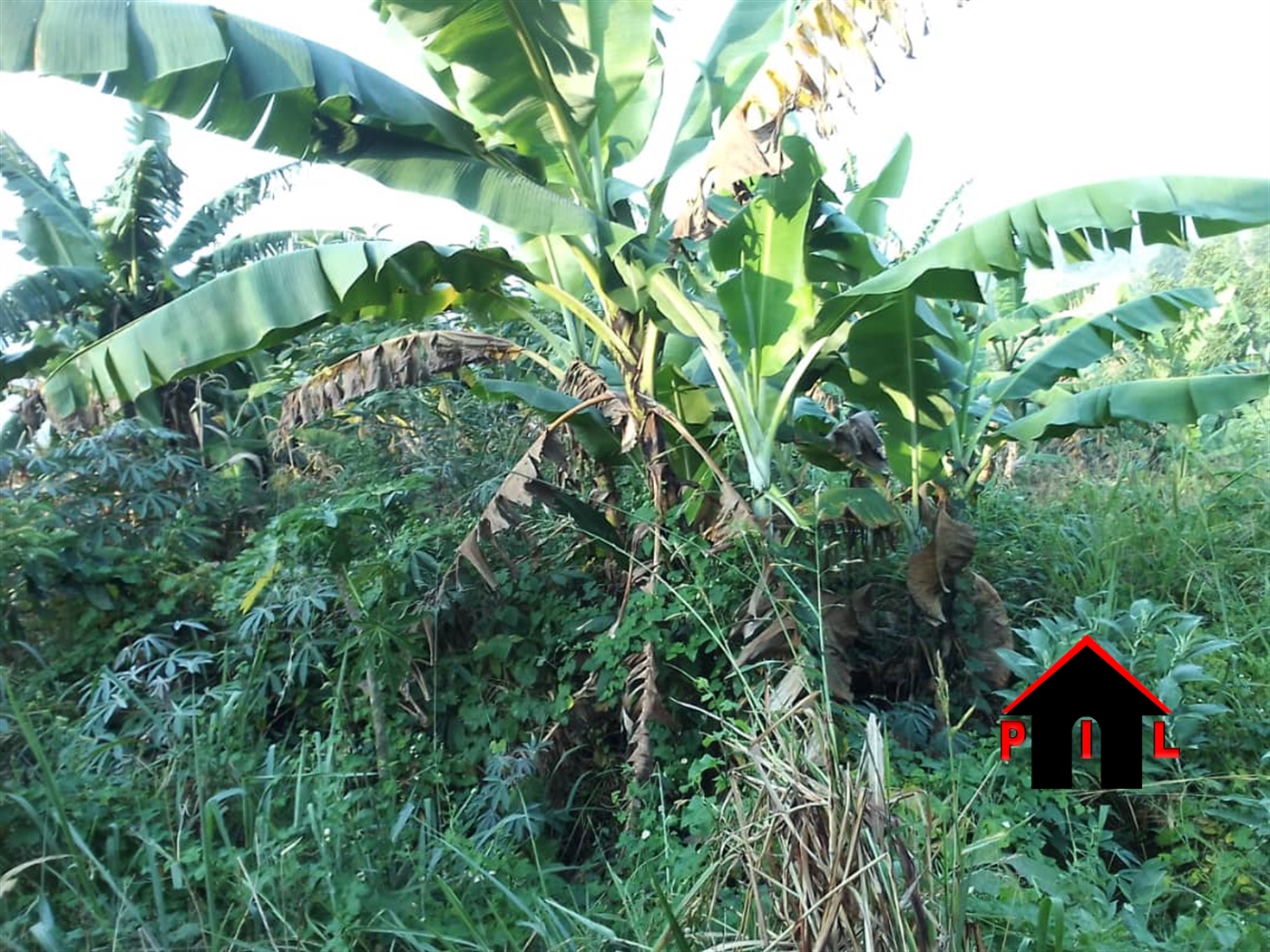 Agricultural Land for sale in Akatongore Ibanda