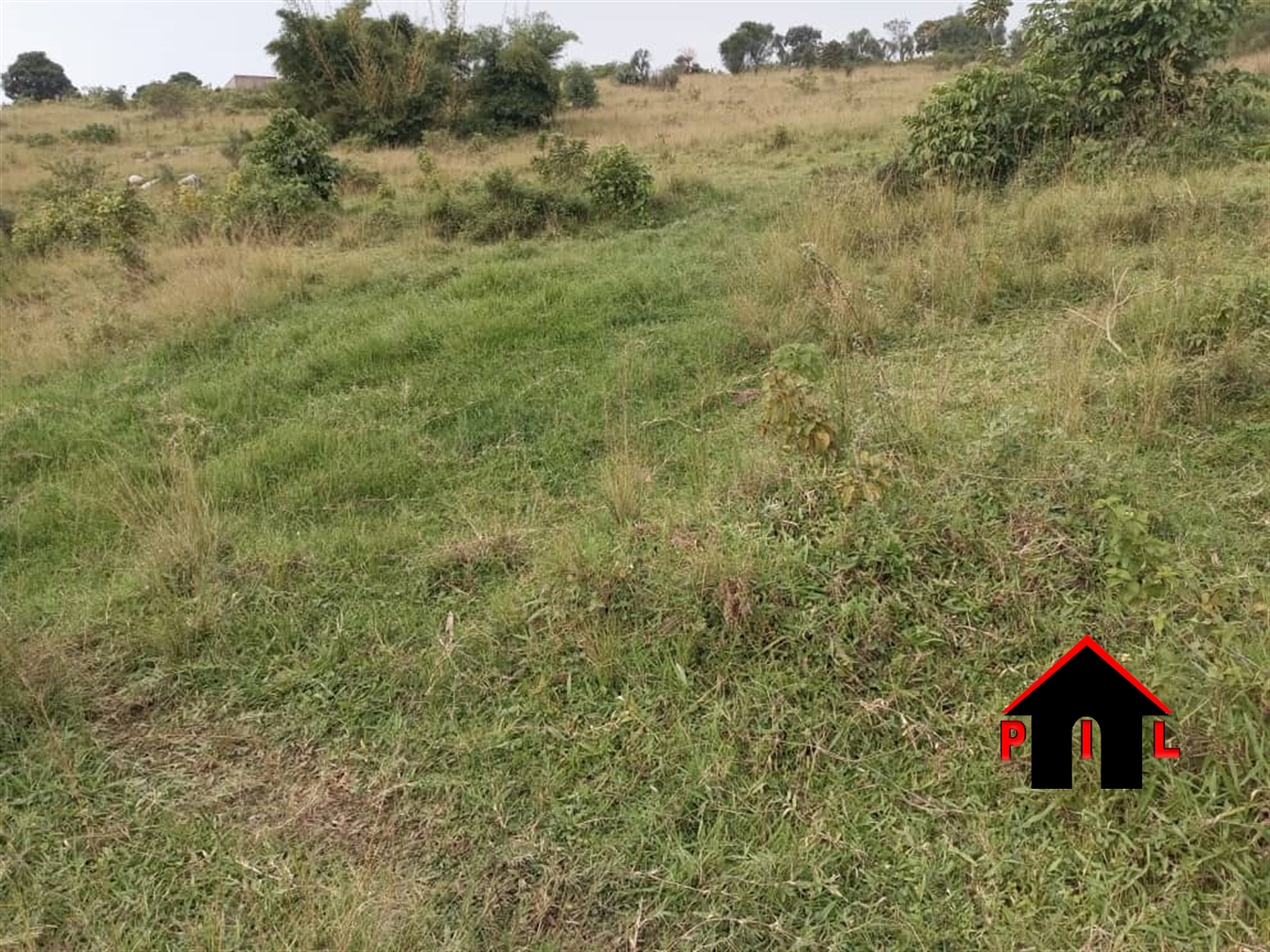 Agricultural Land for sale in Nyabihoko Ntungamo