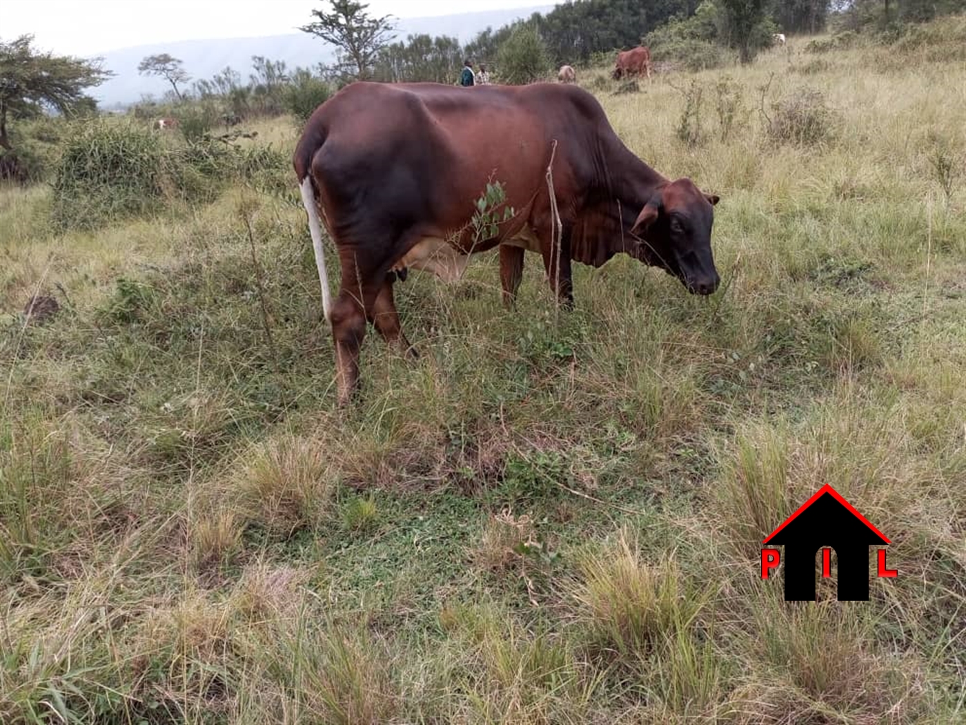 Farm for sale in Nshenyi Ntungamo