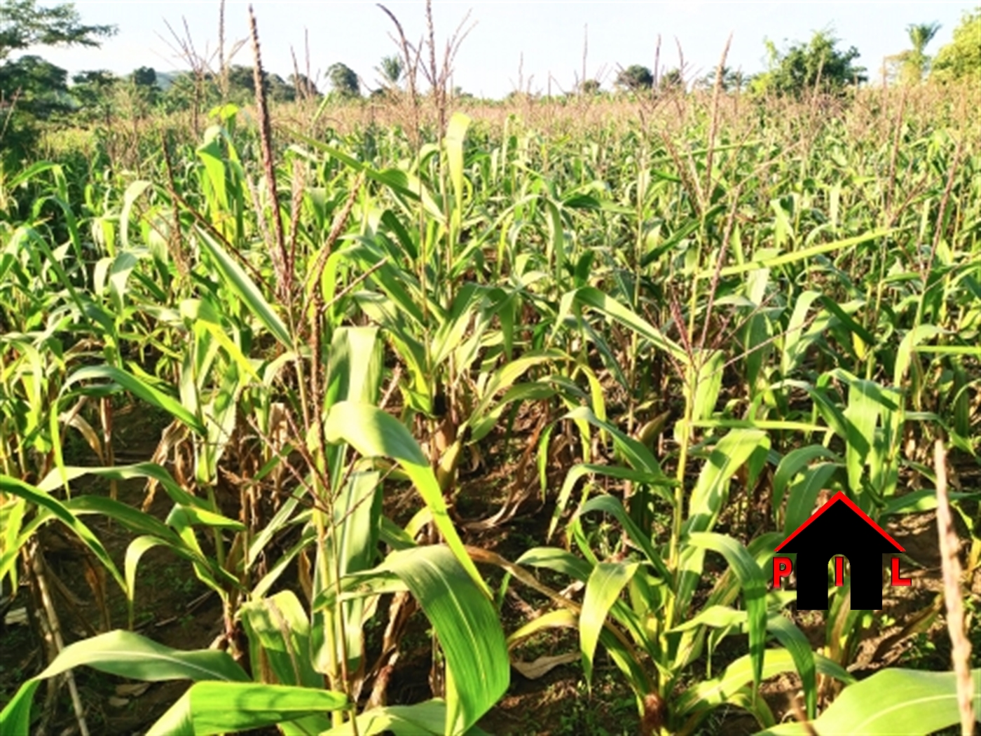 Agricultural Land for sale in Kamwaano Luweero