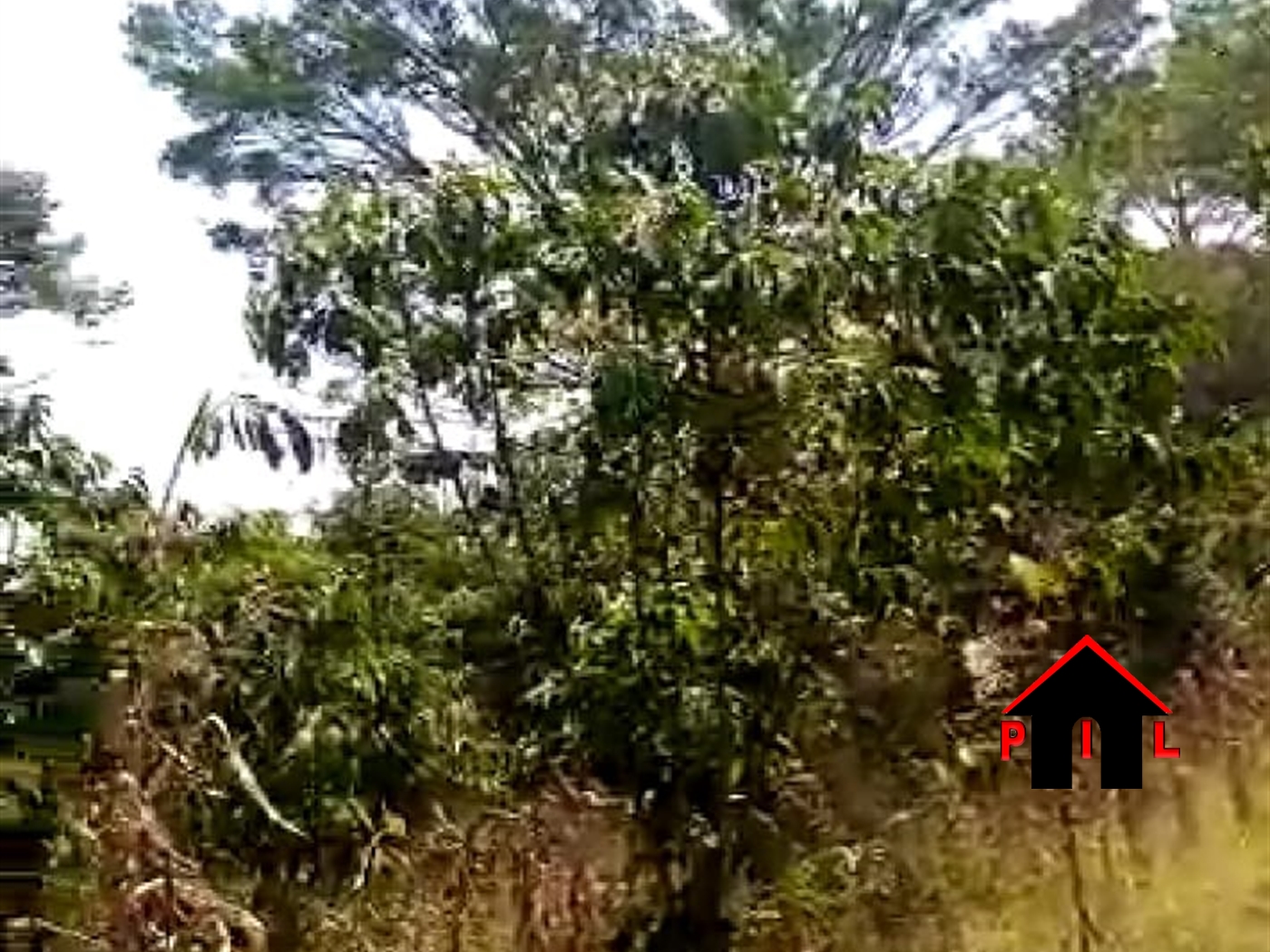 Agricultural Land for sale in Kasamu Mpigi