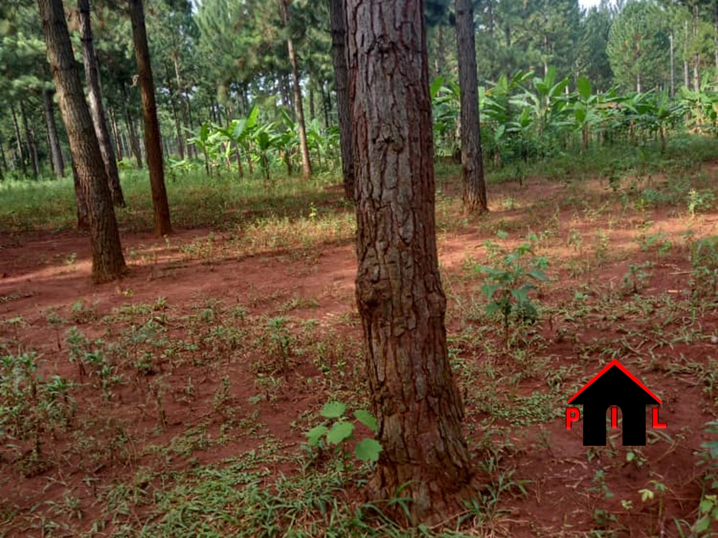 Agricultural Land for sale in Lunovu Mayuge