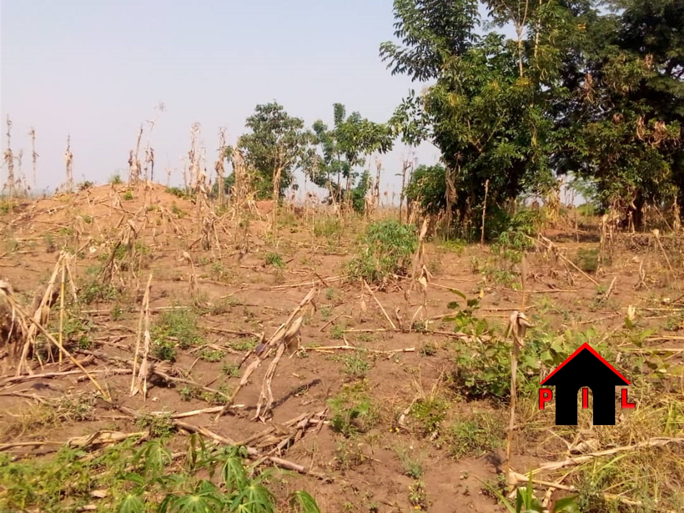 Agricultural Land for sale in Kamese Nakaseke