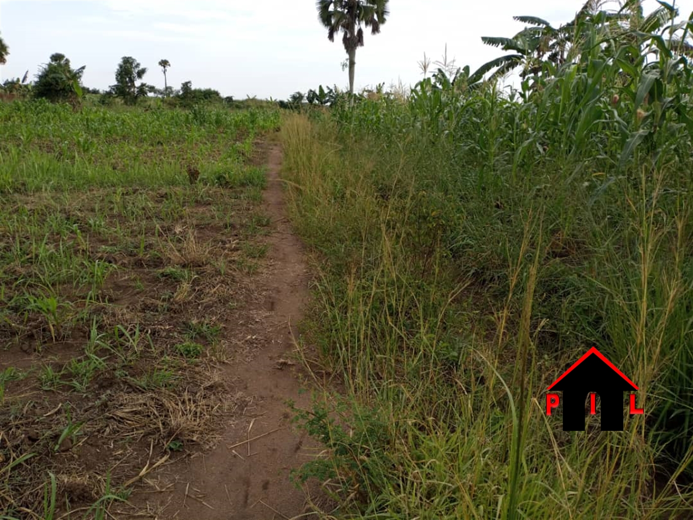 Agricultural Land for sale in Kabunyata Luwero