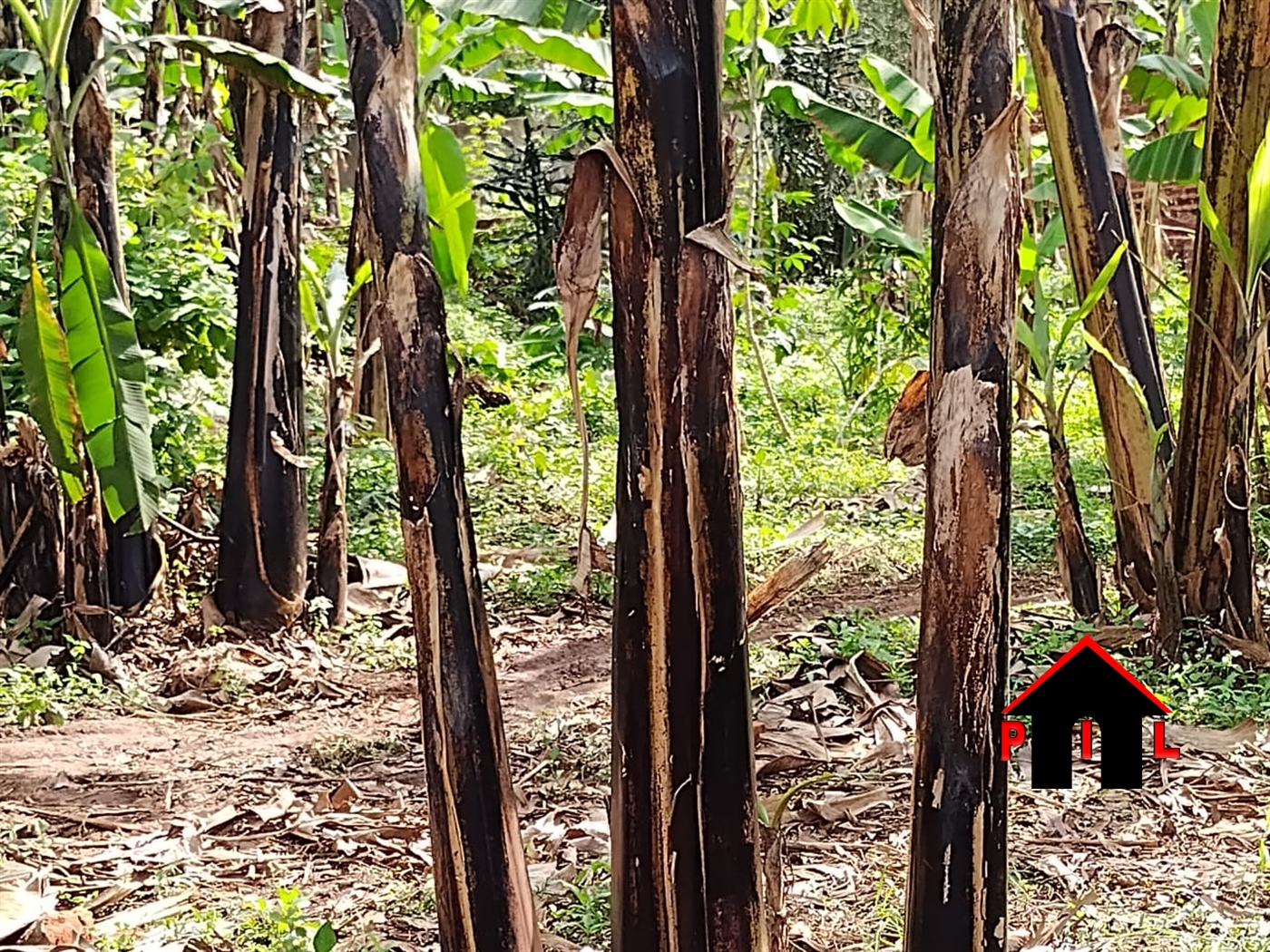 Residential Land for sale in Matugga Wakiso