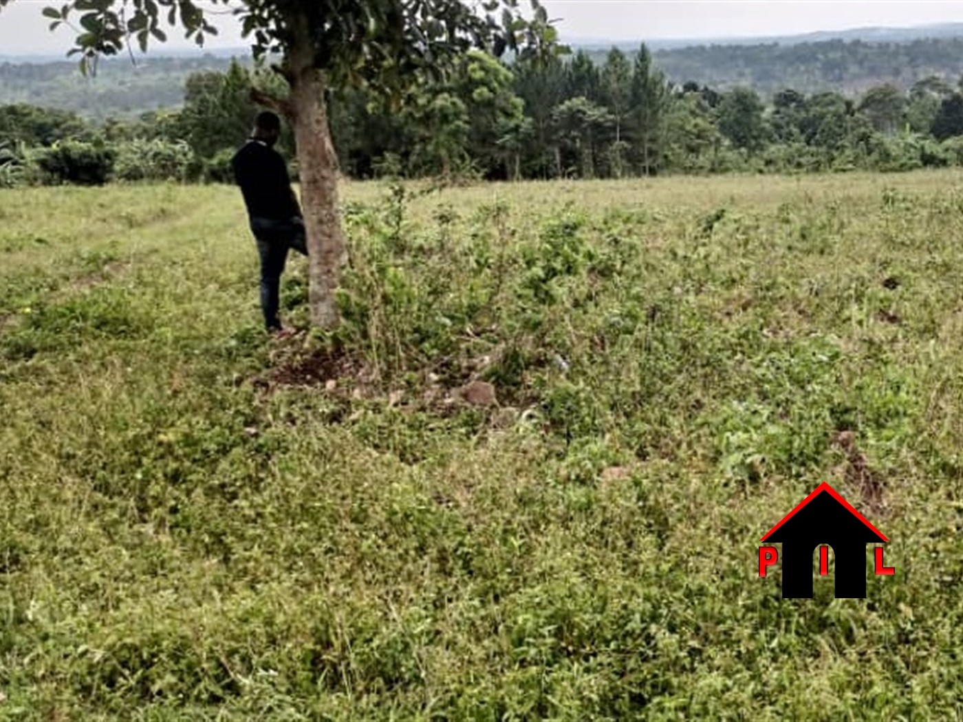 Agricultural Land for sale in Giryanda Luweero