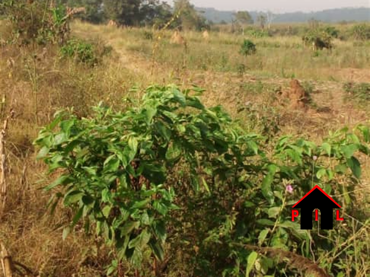 Agricultural Land for sale in Wakyato Nakaseke