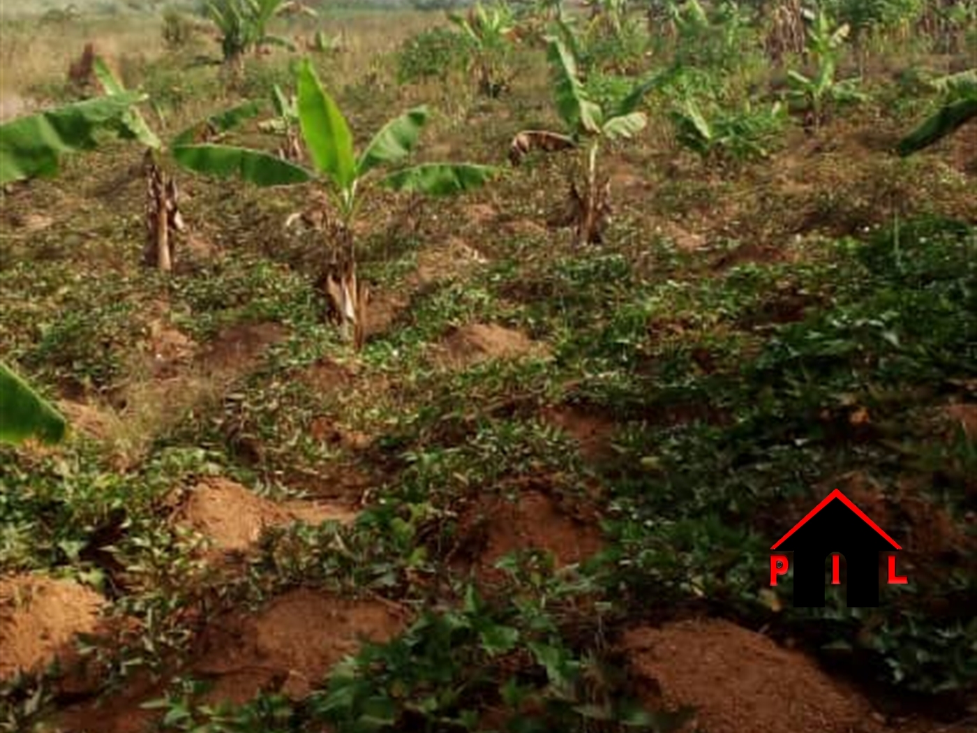 Agricultural Land for sale in Maddu Gomba