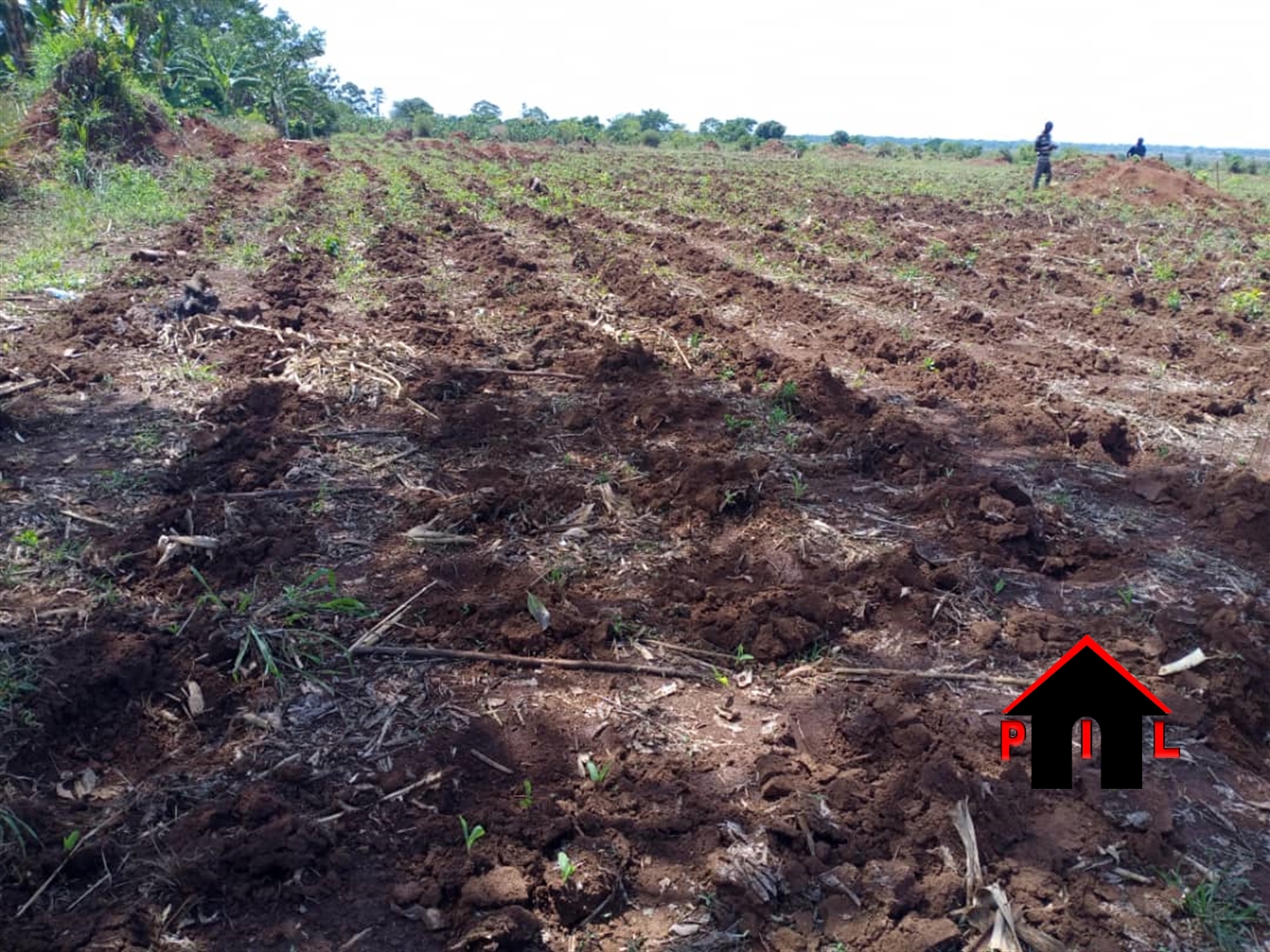 Agricultural Land for sale in Kabunyata Luweero