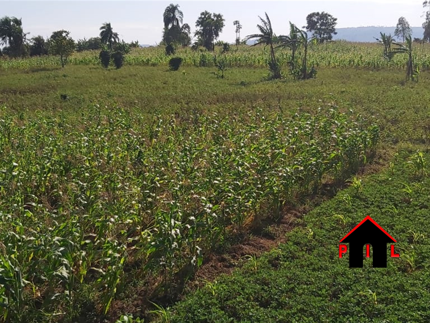 Agricultural Land for sale in Buswa Mubende