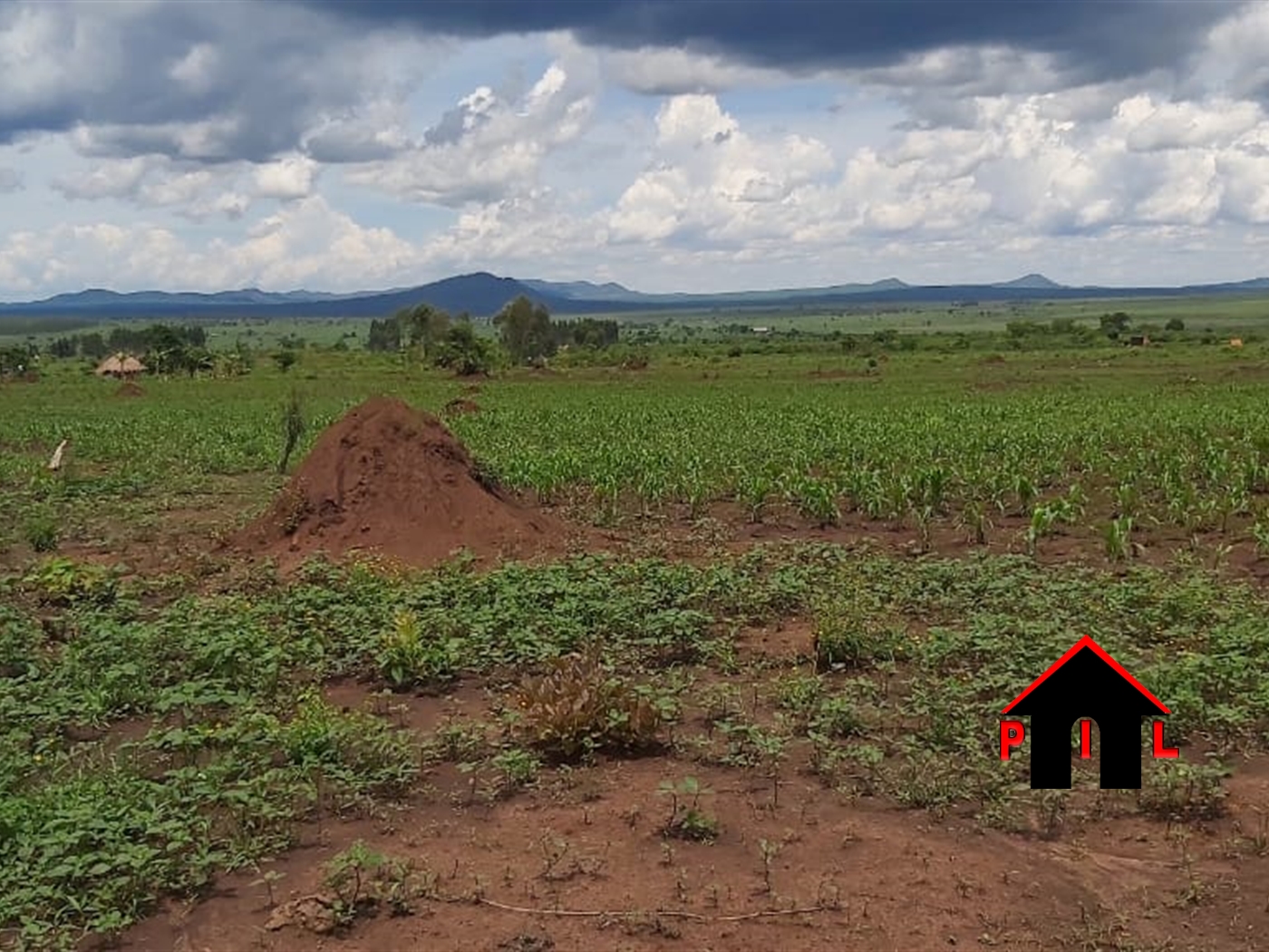 Agricultural Land for sale in Kikungu Kiryandongo