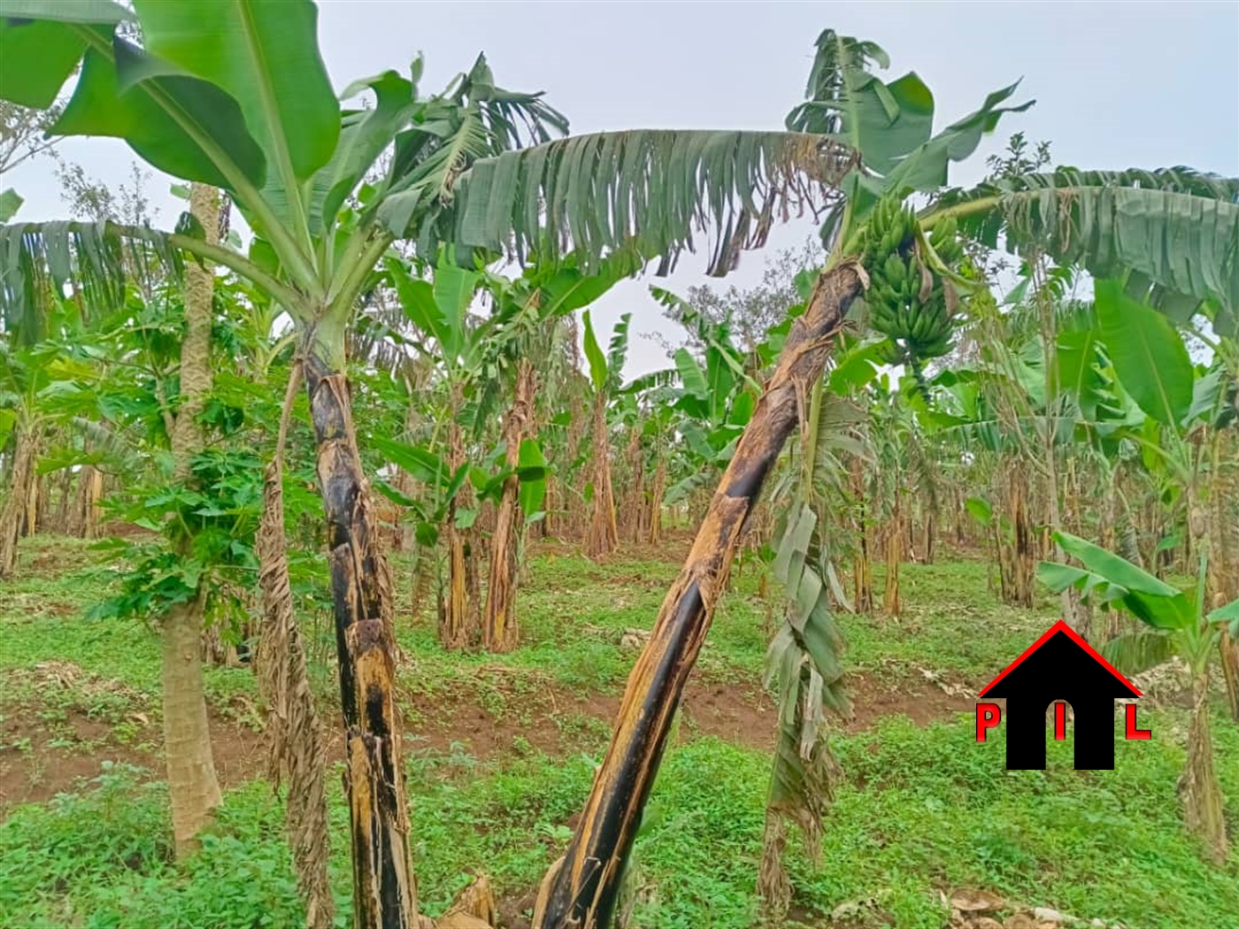 Agricultural Land for sale in Kalagi Mukono