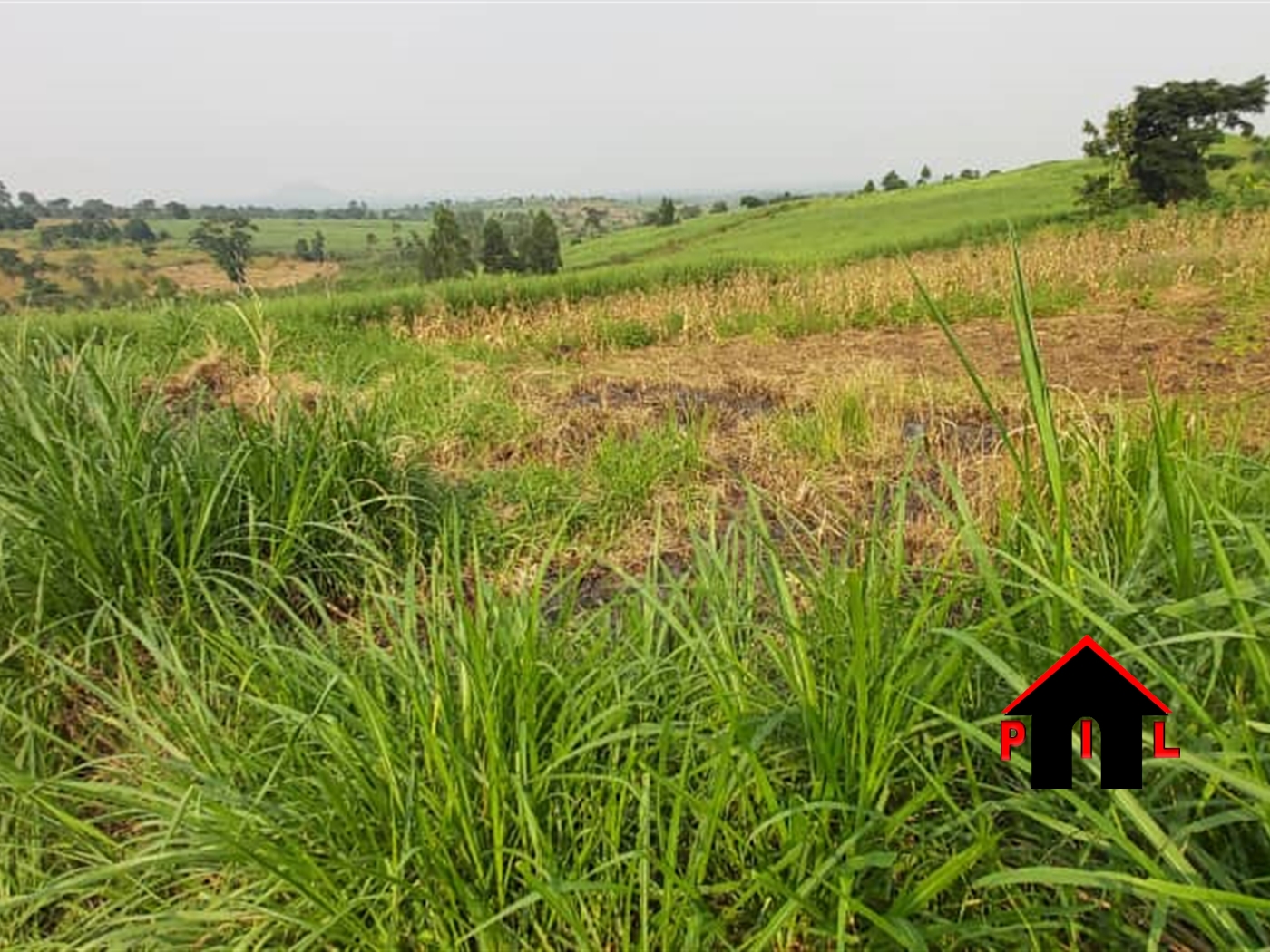 Agricultural Land for sale in Ziloobwe Luweero