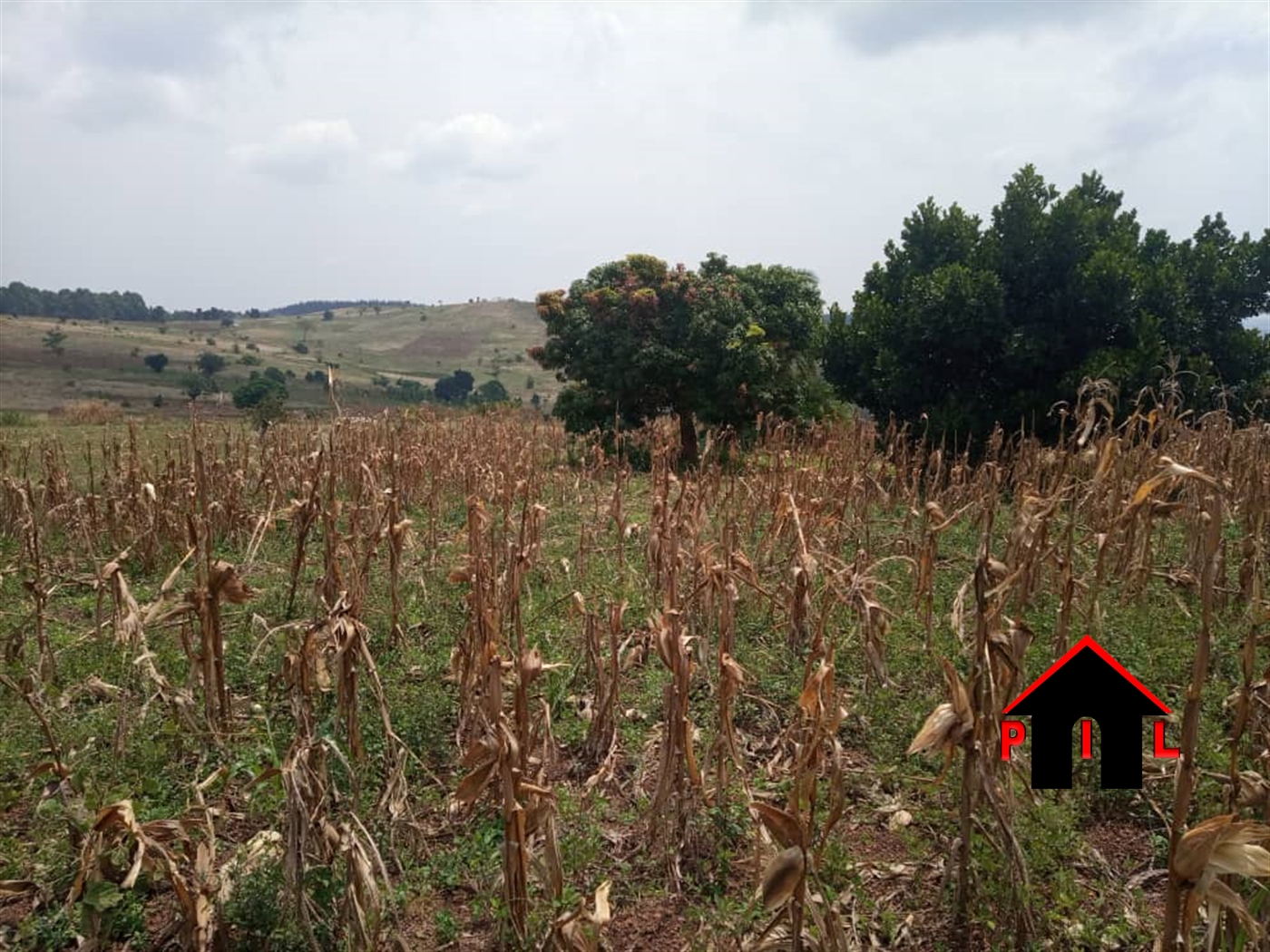 Agricultural Land for sale in Kassanda Mubende