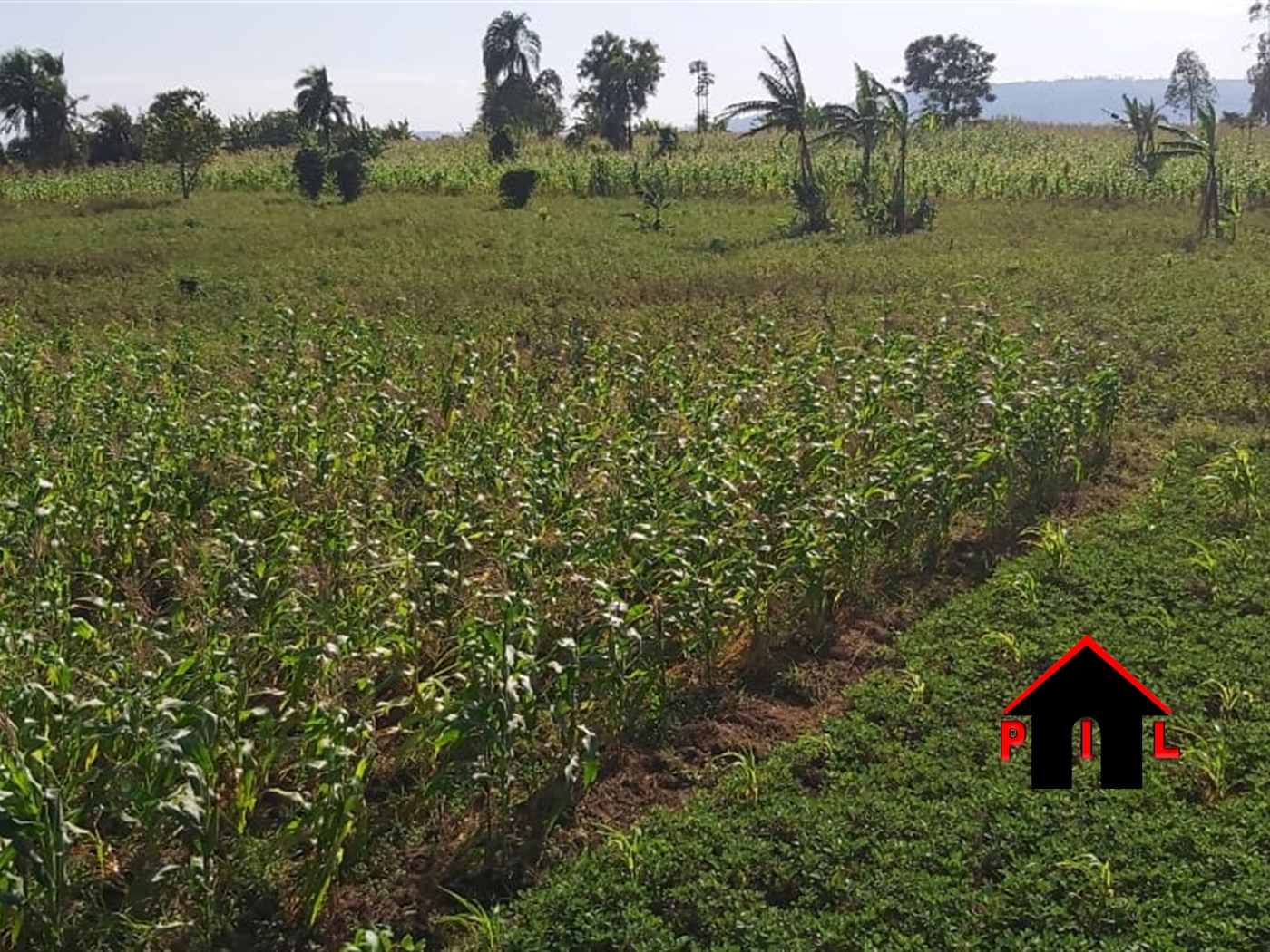 Agricultural Land for sale in Kalwana Mubende