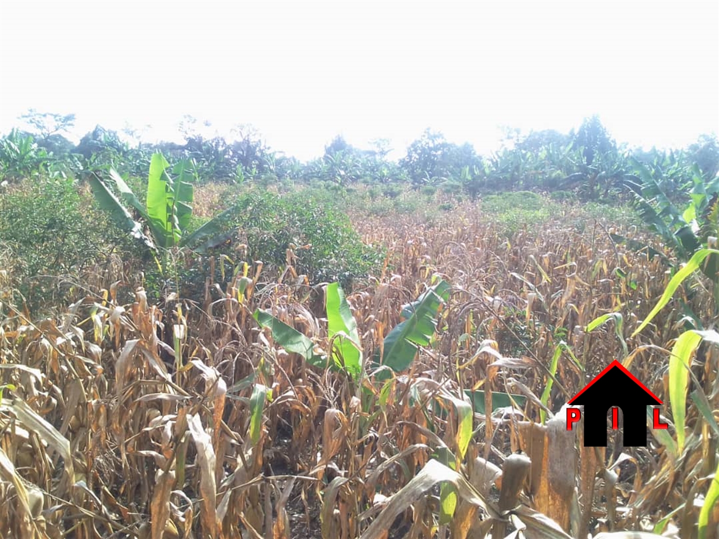 Agricultural Land for sale in Kikyuusa Luweero