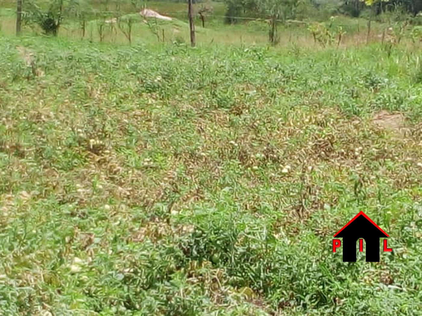 Residential Land for sale in Nyakabungo Kabaale