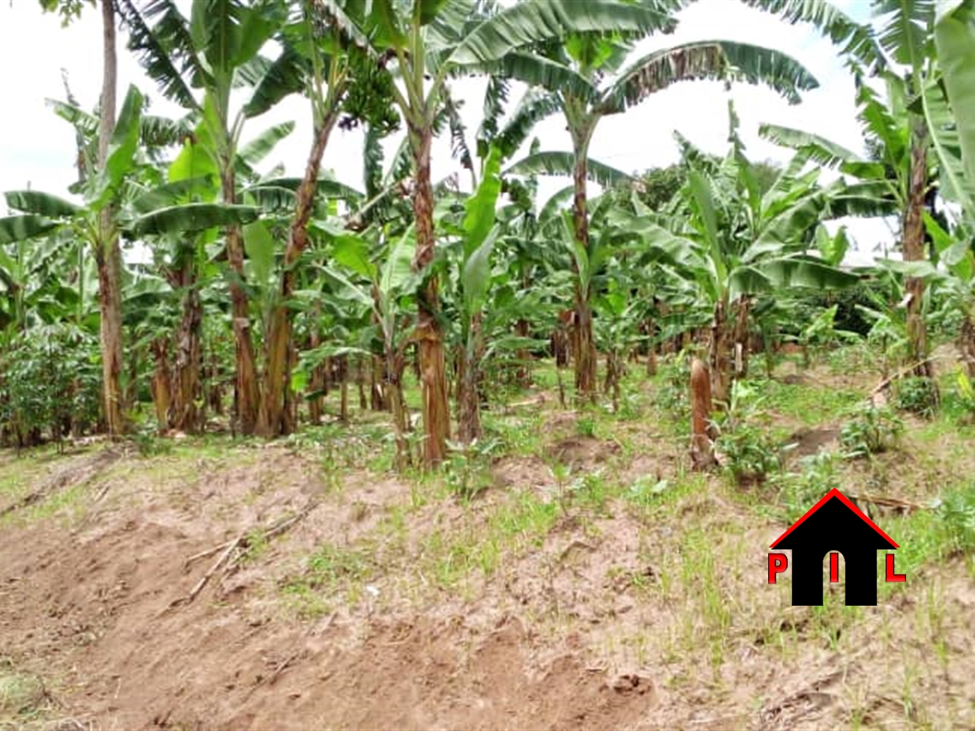 Residential Land for sale in Ngaara Mbarara