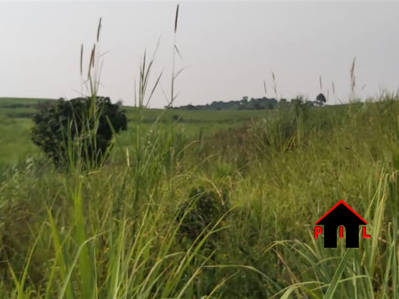 Agricultural Land for sale in Bugambe Hoima
