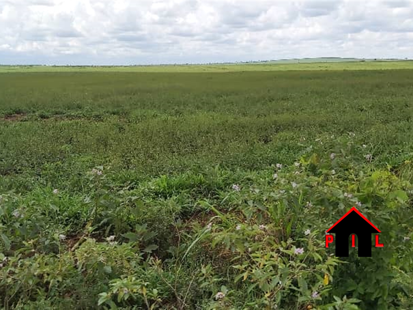 Agricultural Land for sale in Buyale Kiryandongo
