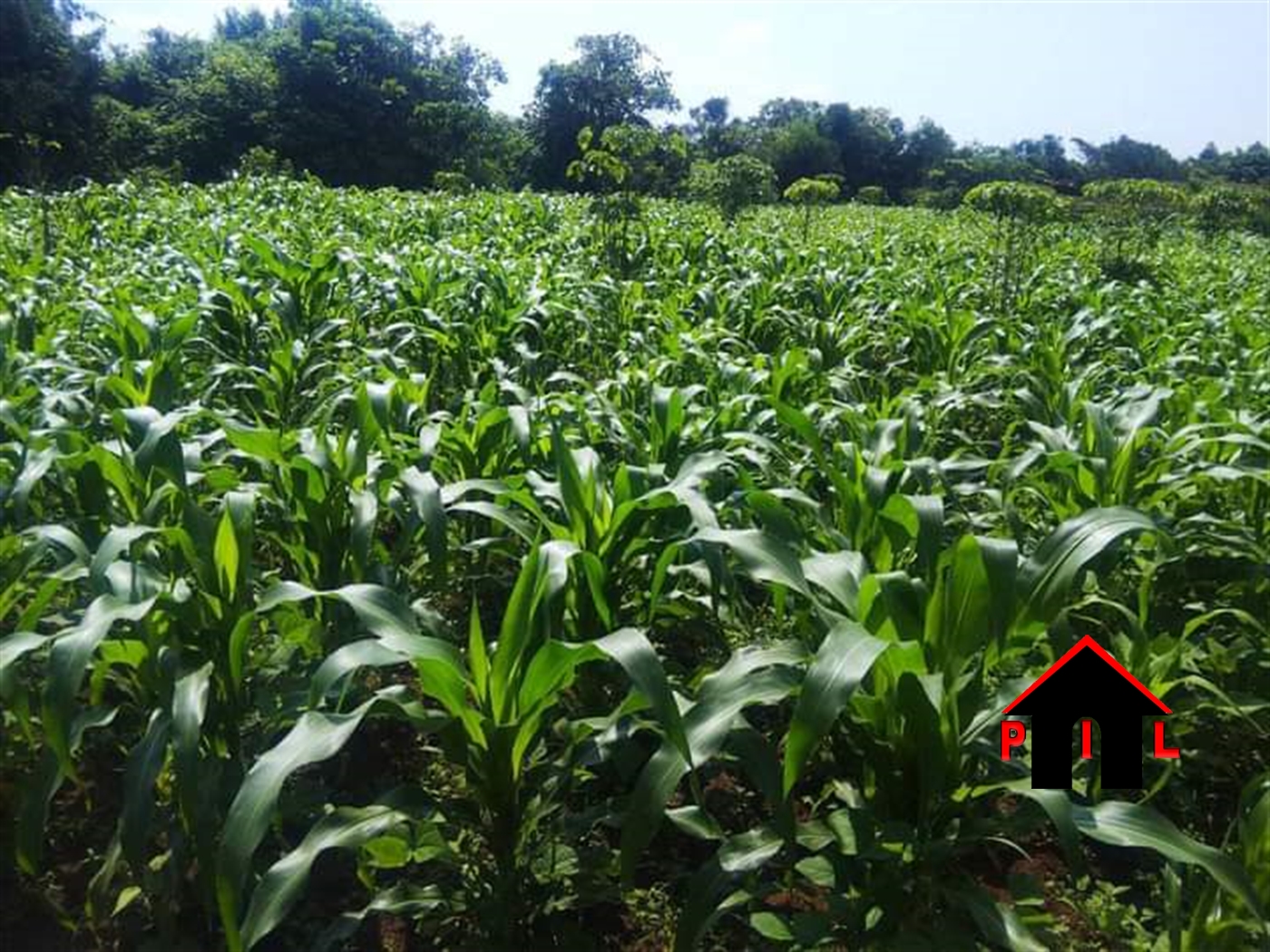 Agricultural Land for sale in Bukuya Kasanda