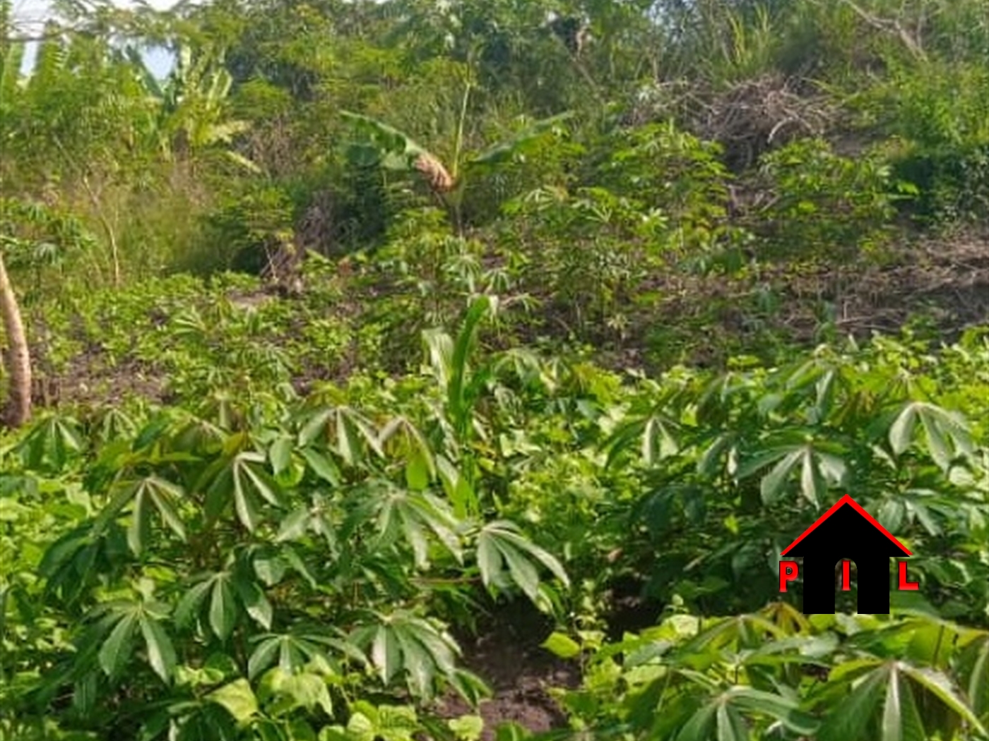 Agricultural Land for sale in Wanfuufu Luweero