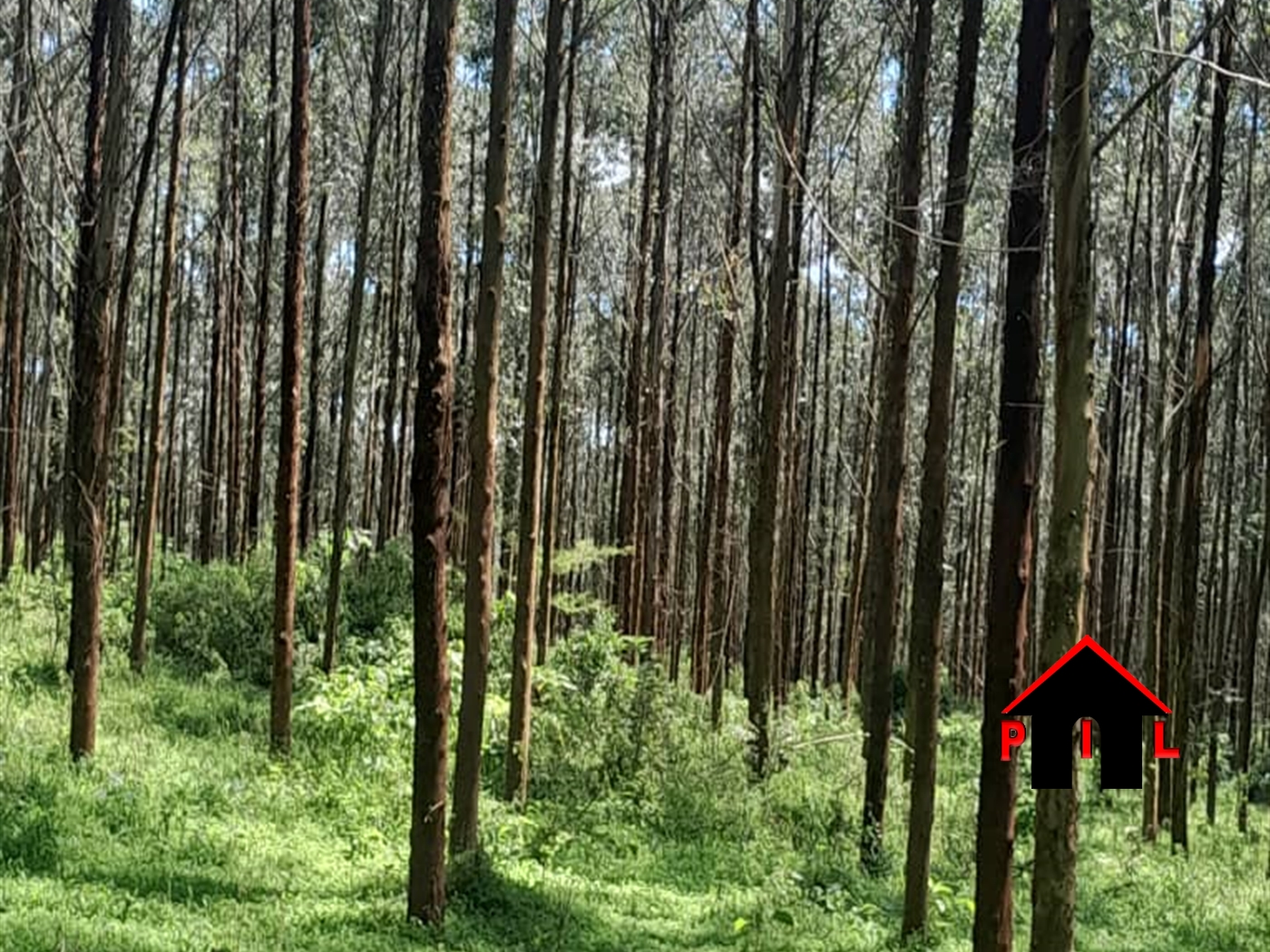 Agricultural Land for sale in Kassanda Mubende