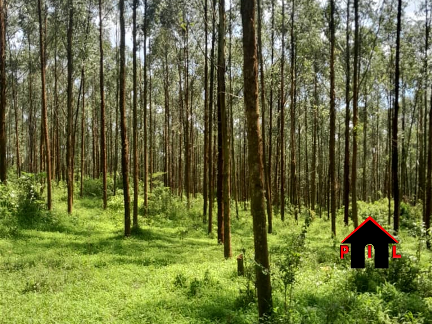 Agricultural Land for sale in Kassanda Mubende