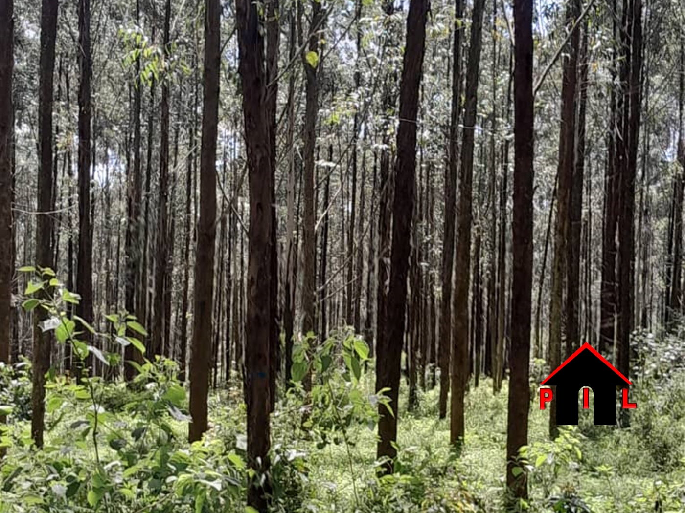 Agricultural Land for sale in Kassanda Mubende