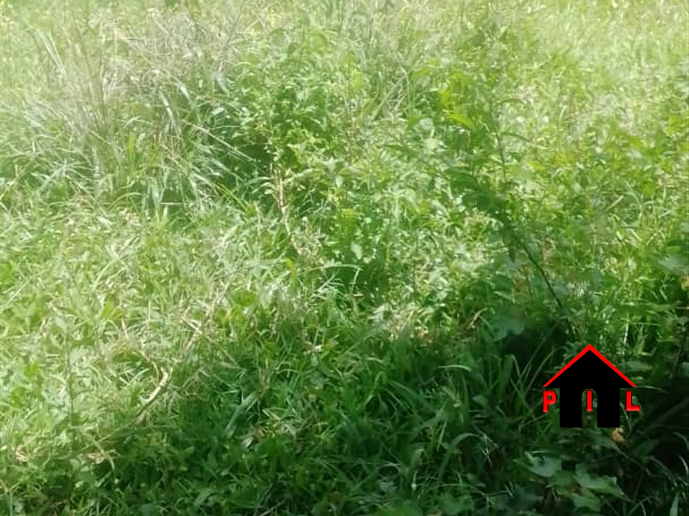 Agricultural Land for sale in Ntambazi Kazo