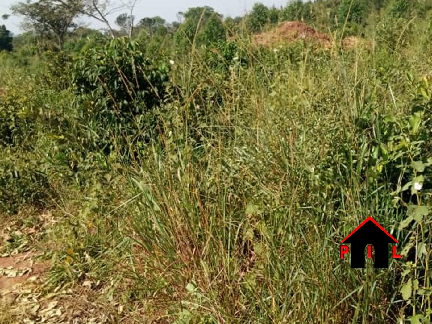 Agricultural Land for sale in Ssemuto Nakaseke