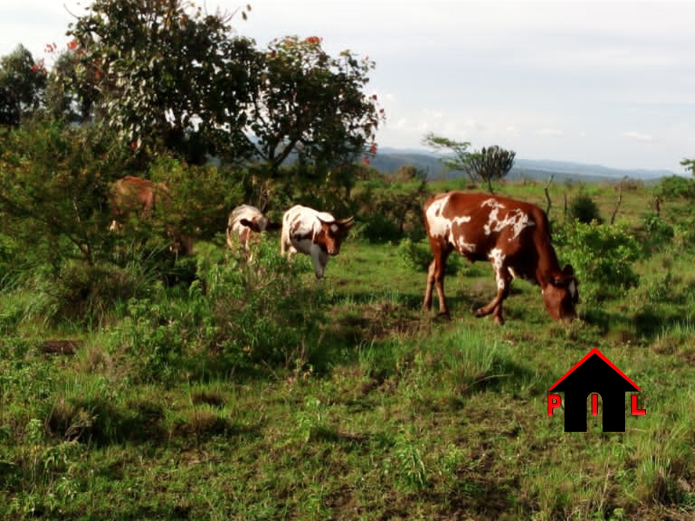 Commercial Land for sale in Katende Mpigi
